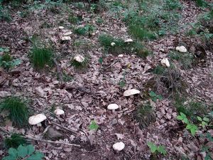 Klikni pro velký obrázek