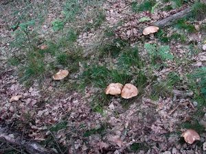 Klikni pro velký obrázek