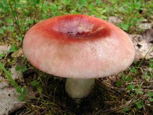 Klikni pro velký obrázek