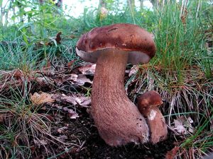 Klikni pro velký obrázek