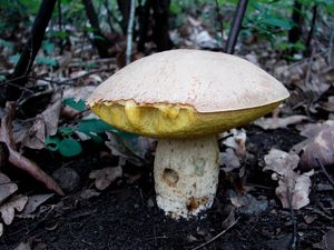 Klikni pro velký obrázek