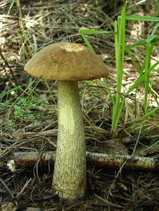 Klikni pro velký obrázek