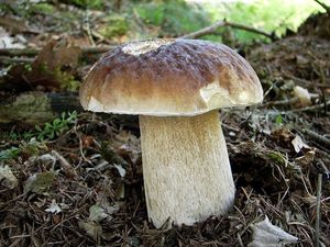 Klikni pro velký obrázek