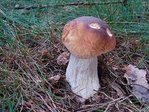 Klikni pro velký obrázek