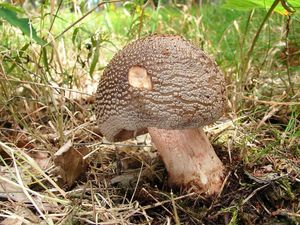 Klikni pro velký obrázek