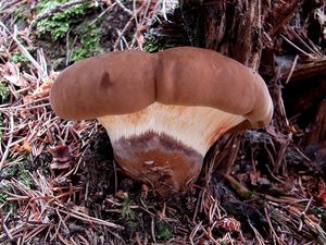 Klikni pro velký obrázek