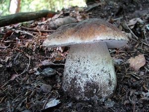 Klikni pro velký obrázek