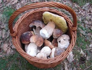 Klikni pro velký obrázek