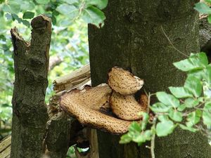 Klikni pro velký obrázek