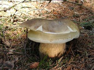 Klikni pro velký obrázek