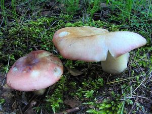 Holubinka parková - Russula exalbicans (Pers.) Melzer & Zvára 1928