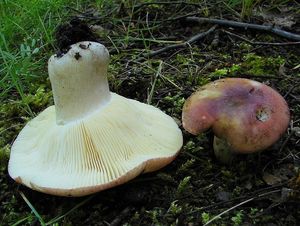 Holubinka parková - Russula exalbicans (Pers.) Melzer & Zvára 1928