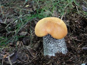 Klikni pro velký obrázek