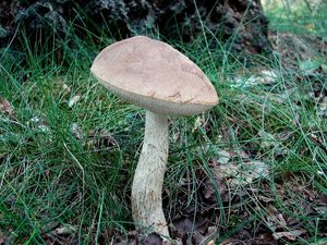 Klikni pro velký obrázek