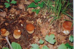 Hřib dubový - Boletus reticulatus Schaeff. 1774
