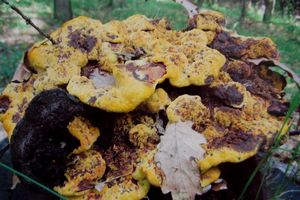 Hnědák Schweinitzův - Phaeolus schweinitzii (Fr.) Pat. 1900