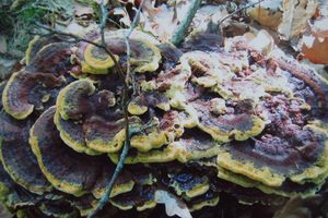 Hnědák Schweinitzův - Phaeolus schweinitzii (Fr.) Pat. 1900