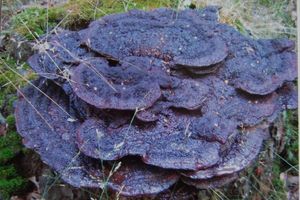 Hnědák Schweinitzův - Phaeolus schweinitzii (Fr.) Pat. 1900