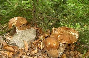 Hřib dubový - Boletus reticulatus Schaeff. 1774