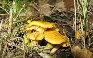 Liška obecná - Cantharellus cibarius Fr. 1821