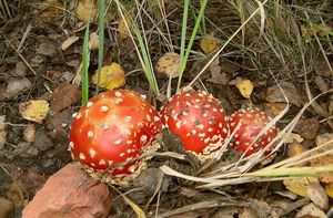 Muchomůrka červená - Amanita muscaria