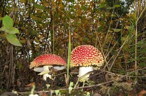 Muchomůrka červená - Amanita muscaria