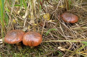 Klouzek obecný - Suillus luteus (L.) Roussel 1796