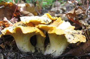 Liška bledá - Cantharellus pallens