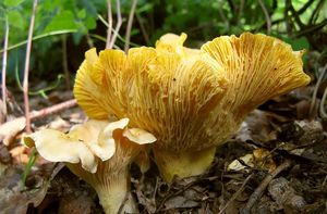 Liška bledá - Cantharellus pallens