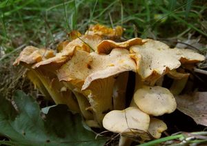 Liška bledá - Cantharellus pallens