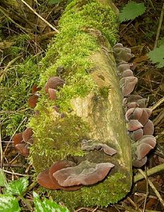 Boltcovitka ucho Jidášovo - Auricularia auricula-judae (Bull.) Quél. 1886
