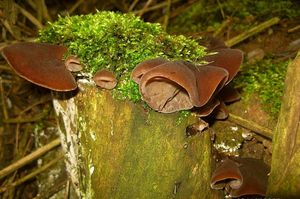 Boltcovitka ucho Jidášovo - Auricularia auricula-judae (Bull.) Quél. 1886