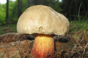 Hřib kříšť - Boletus calopus  Fr.