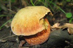 Hřib koloděj - Boletus luridus Schaeff. ex Fr.