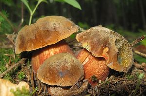 Hřib kovář (Boletus erythropus) Hřib kovář (Boletus erythropus)