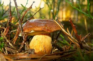 Hřib hnědý - Imleria badia (Fr.) Vizzini