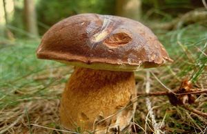 Hřib hnědý - Imleria badia (Fr.) Vizzini