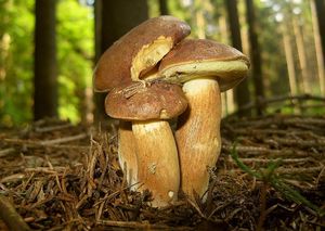 Hřib hnědý - Imleria badia (Fr.) Vizzini