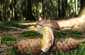 Hřib hnědý - Imleria badia (Fr.) Vizzini