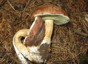 Hřib hnědý - Imleria badia (Fr.) Vizzini
