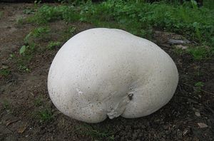 Pýchavka obrovská - Calvatia gigantea (Batsch) Lloyd 1904