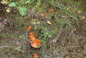 Klouzek sličný - Suillus grevillei (Klotzsch) Singer 1945