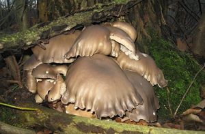 Hlíva ústřičná - Pleurotus ostreatus