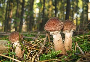 Václavka smrková - Armillaria ostoyae (H. Romagnesi) Herink.