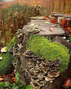 Outkovka pestrá - Trametes versicolor (L.) Lloyd 1921