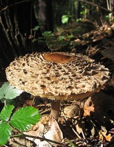 Bedla červenající - Chlorophyllum rachodes (Vittad.) Vellinga 2002