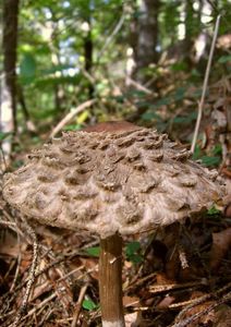 Bedla červenající - Chlorophyllum rachodes (Vittad.) Vellinga 2002