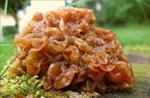 Rosolovka listovitá - Tremella foliacea