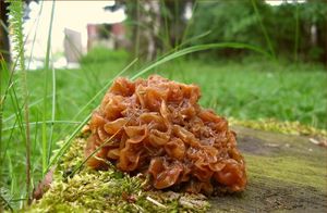 Rosolovka listovitá - Tremella foliacea