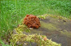 Rosolovka listovitá - Tremella foliacea